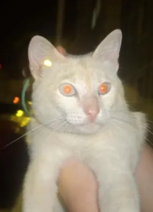 Gato raça SRD idade 7 a 11 meses nome BRANQUINHO