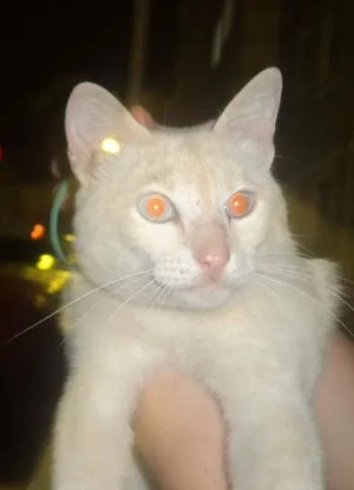 Gato ra a SRD idade 7 a 11 meses nome BRANQUINHO