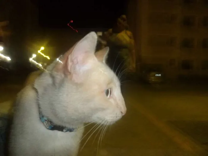 Gato ra a SRD idade 7 a 11 meses nome BRANQUINHO