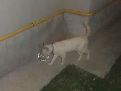 Gato ra a SRD idade 7 a 11 meses nome BRANQUINHO