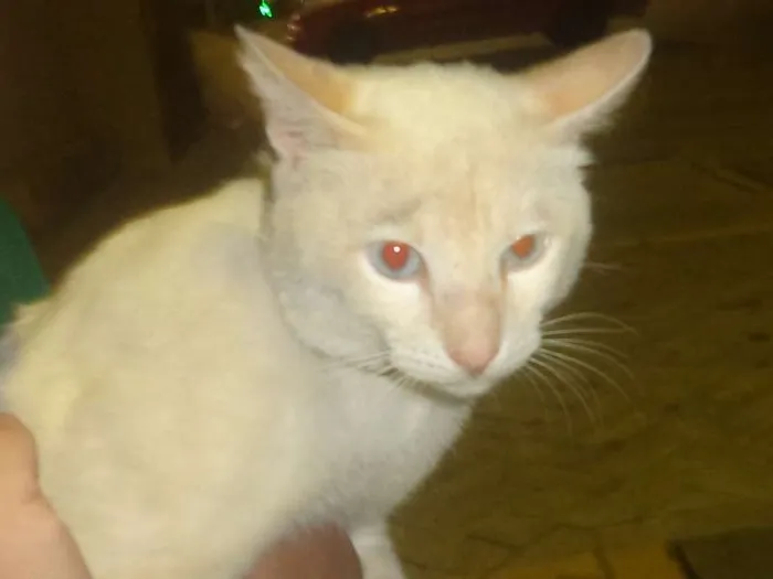 Gato ra a SRD idade 7 a 11 meses nome BRANQUINHO