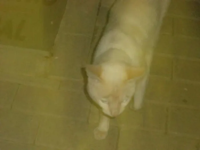 Gato ra a SRD idade 7 a 11 meses nome BRANQUINHO