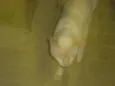 BRANQUINHO
