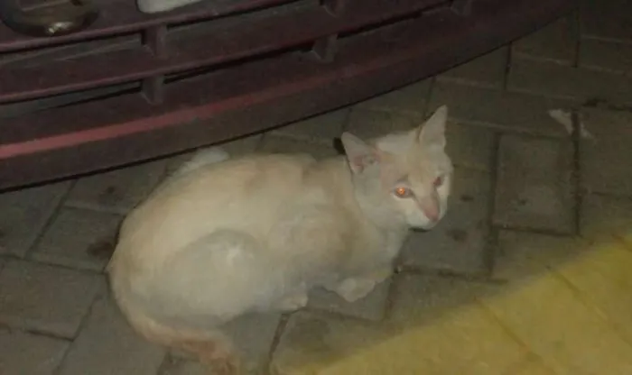 Gato ra a SRD idade 7 a 11 meses nome BRANQUINHO