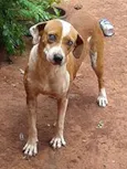 Cadelinha