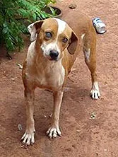 Cachorro ra a  idade  nome Cadelinha