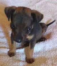 Cachorro ra a SRD idade  nome Filhotinha
