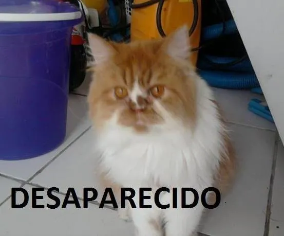 Gato ra a Persa idade 2 anos nome Garfield GRATIFICA