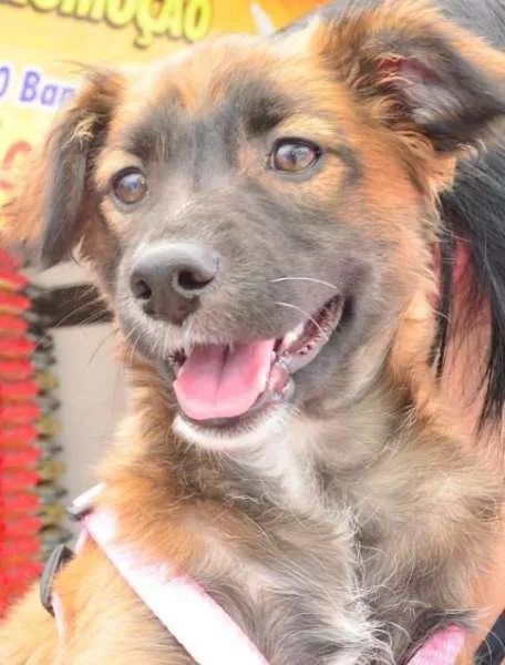Cachorro ra a SRD idade 2 a 6 meses nome Gordinha