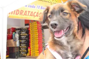 Cachorro raça SRD idade 2 a 6 meses nome Gordinha
