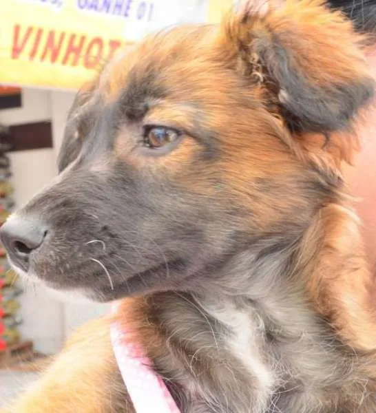 Cachorro ra a SRD idade 2 a 6 meses nome Gordinha