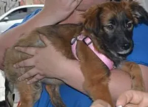Cachorro ra a SRD idade 2 a 6 meses nome Gordinha