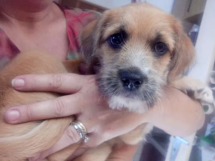 Cachorro raça SRD idade 2 a 6 meses nome Layca