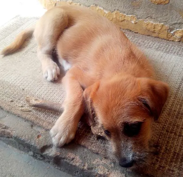 Cachorro raça SRD idade 2 a 6 meses nome Layca