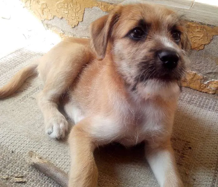 Cachorro raça SRD idade 2 a 6 meses nome Layca
