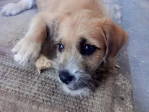 Cachorro raça SRD idade 2 a 6 meses nome Layca