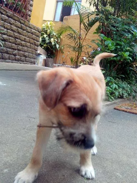 Cachorro raça SRD idade 2 a 6 meses nome Layca