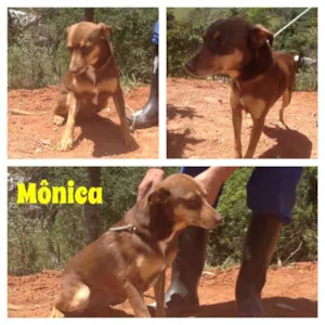 Cachorro raça SRD idade 1 ano nome Mônica