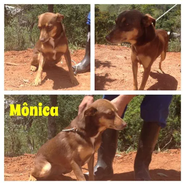 Cachorro ra a SRD idade 1 ano nome Mônica
