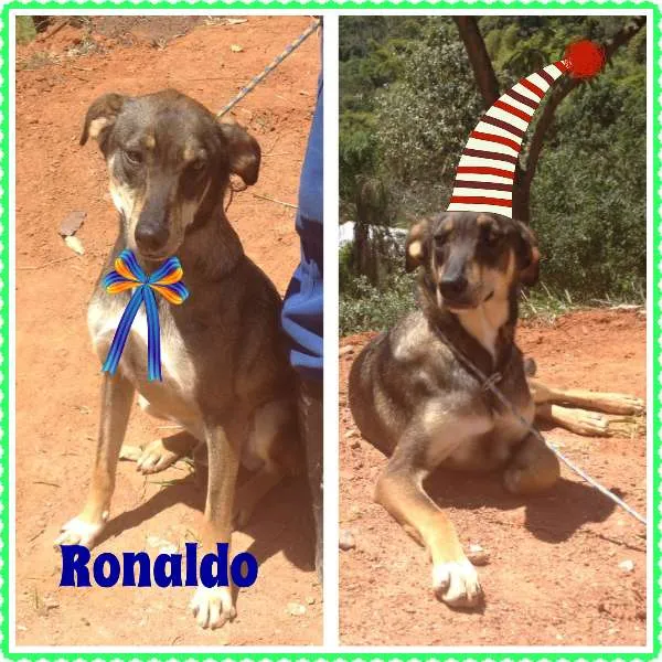 Cachorro ra a SRD idade 2 anos nome Ronaldo