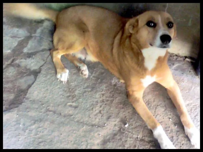 Cachorro ra a Não sein idade 1 ano nome Não sei