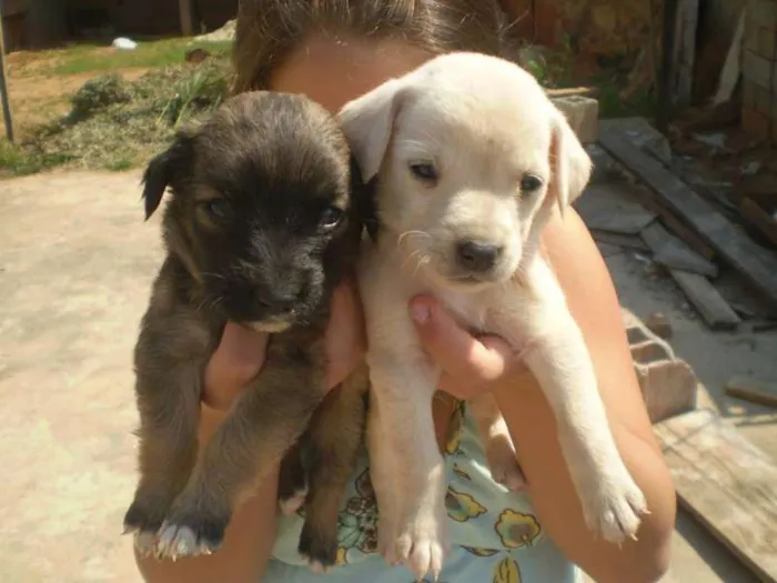 Cachorro ra a SRD idade 2 a 6 meses nome Sem nome