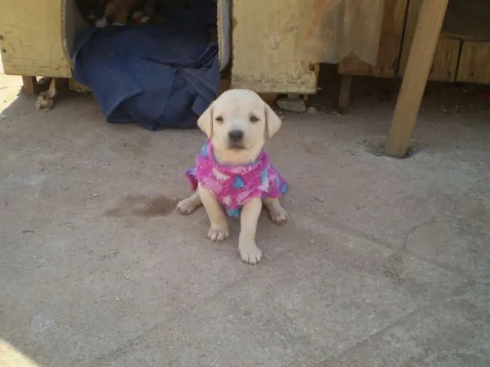 Cachorro ra a SRD idade 2 a 6 meses nome Sem nome