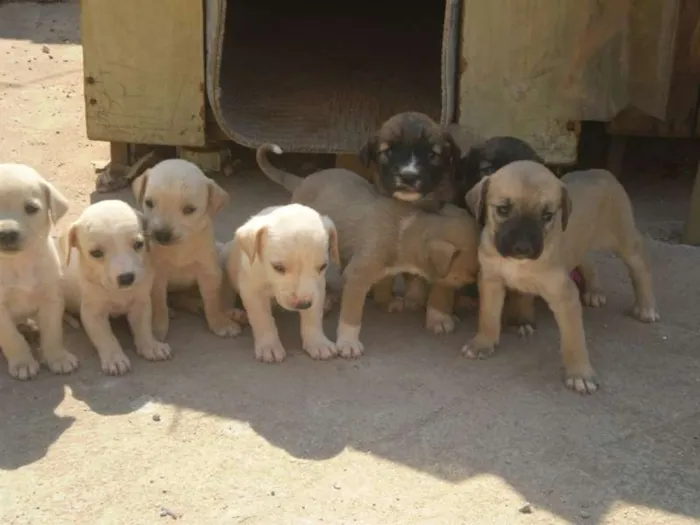 Cachorro ra a SRD idade 2 a 6 meses nome Sem nome