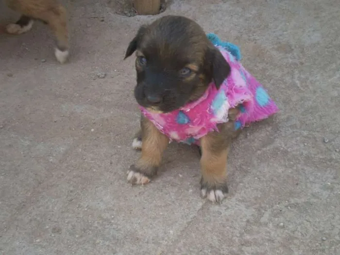 Cachorro ra a SRD idade 2 a 6 meses nome Sem nome