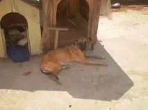Cachorro ra a SRD idade 2 a 6 meses nome Sem nome