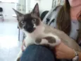 Ofélia