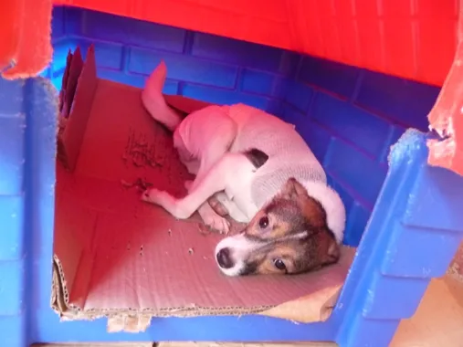 Cachorro ra a SRD idade 2 anos nome Martinha