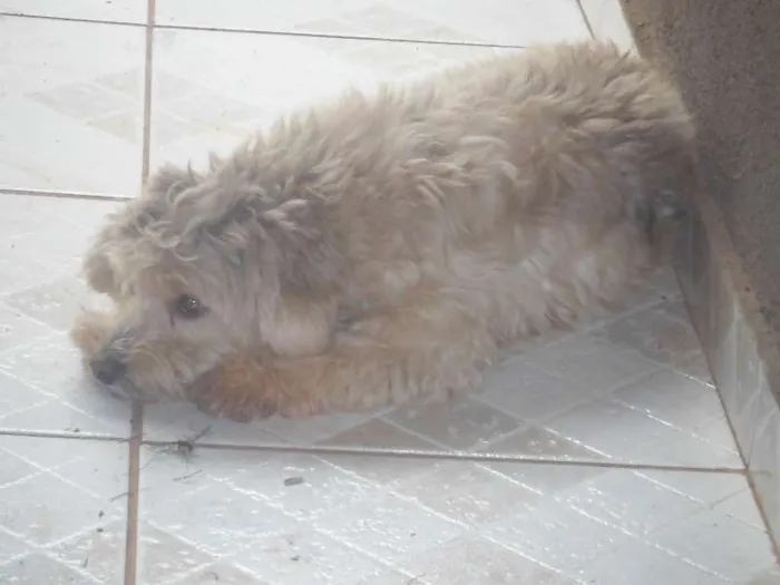 Cachorro ra a Acho que e poodle idade 2 anos nome Desconhecido