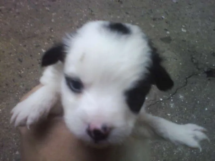 Cachorro ra a SRD idade 2 a 6 meses nome Vacão
