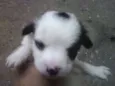 Vacão