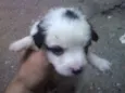 Vacão