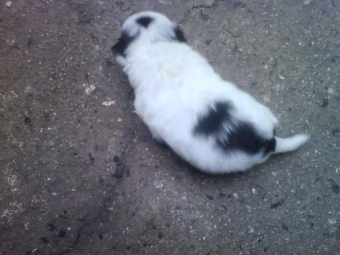 Cachorro ra a SRD idade 2 a 6 meses nome Vacão