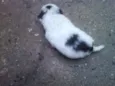 Vacão
