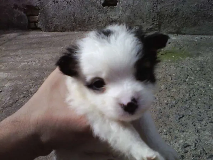 Cachorro ra a SRD idade 2 a 6 meses nome Vacão