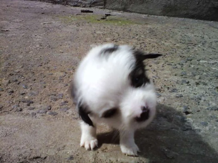 Cachorro ra a SRD idade 2 a 6 meses nome Vacão