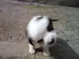 Vacão