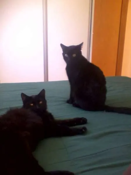 Gato raça vira-lata idade 1 ano nome Preto, Kiko e Baby