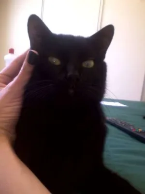 Gato raça vira-lata idade 1 ano nome Preto, Kiko e Baby