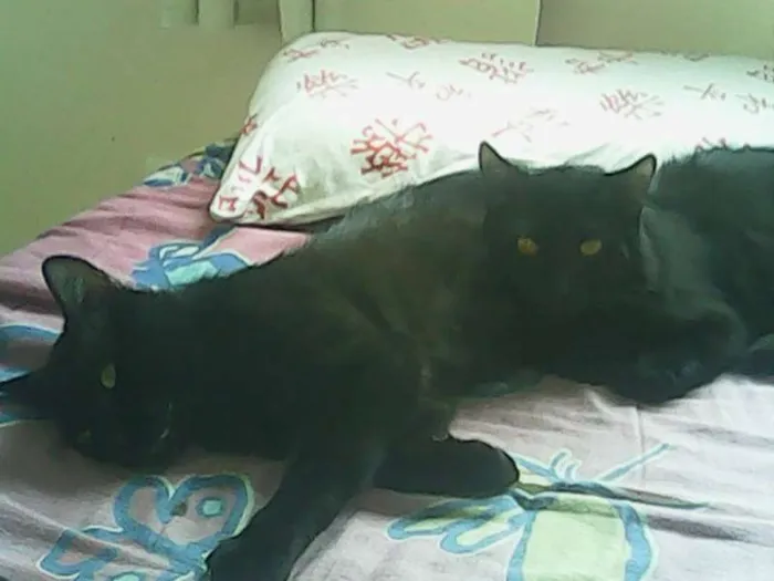 Gato raça vira-lata idade 1 ano nome Preto, Kiko e Baby