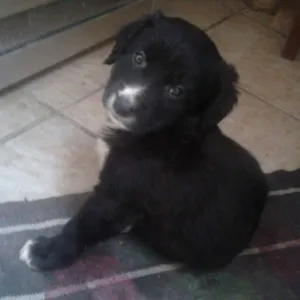 Cachorro raça Vira lata idade Abaixo de 2 meses nome Coda