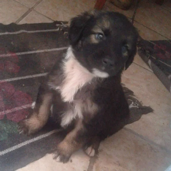 Cachorro ra a Vira lata idade Abaixo de 2 meses nome Bart