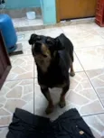 Cãozinho