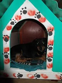 Cachorro ra a srd idade  nome Cãozinho