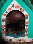 Cãozinho
