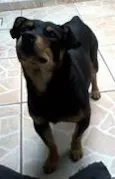 Cãozinho